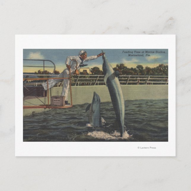 Marineland, Florida - View of Feeding Porpoises Postcard (Front)