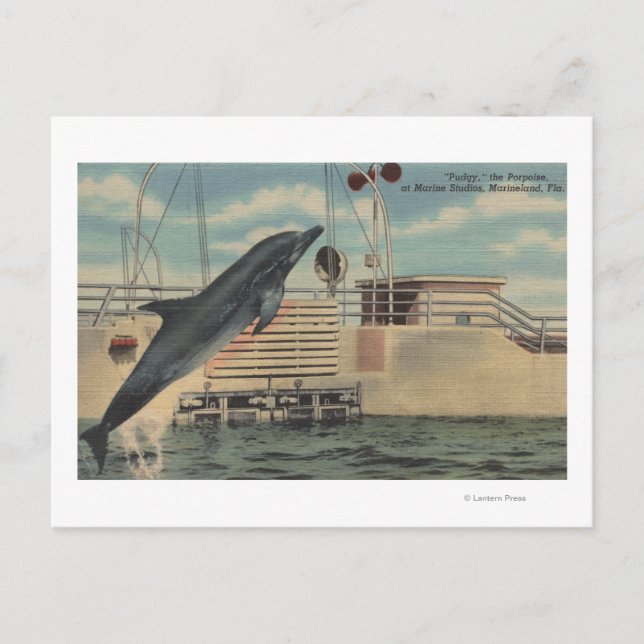 Marineland, Florida - View of Pudgy the Postcard (Front)