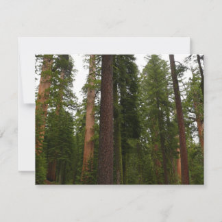 Mariposa Grove in Yosemite National Park