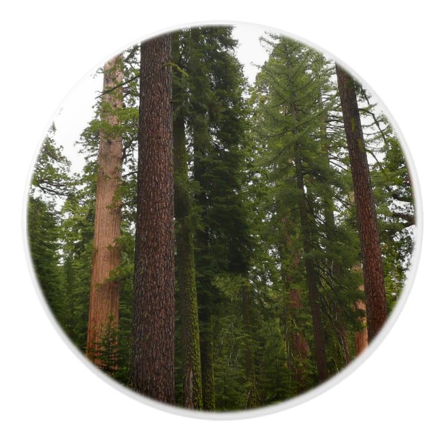 Mariposa Grove in Yosemite National Park Ceramic Knob (Front)