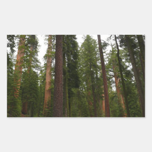 Mariposa Grove in Yosemite National Park Rectangular Sticker