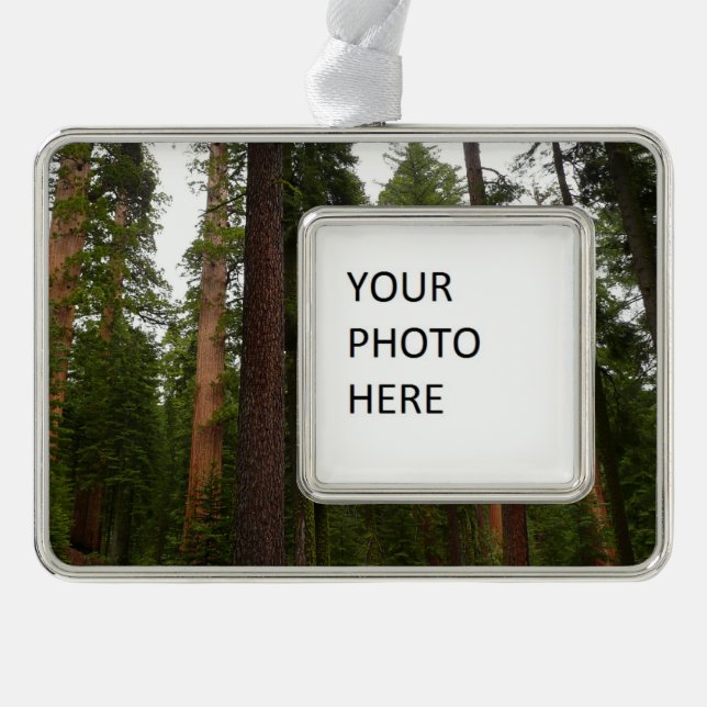 Mariposa Grove in Yosemite National Park Silver Plated Framed Ornament (Front)