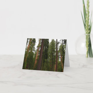 Mariposa Grove in Yosemite National Park Thank You Card