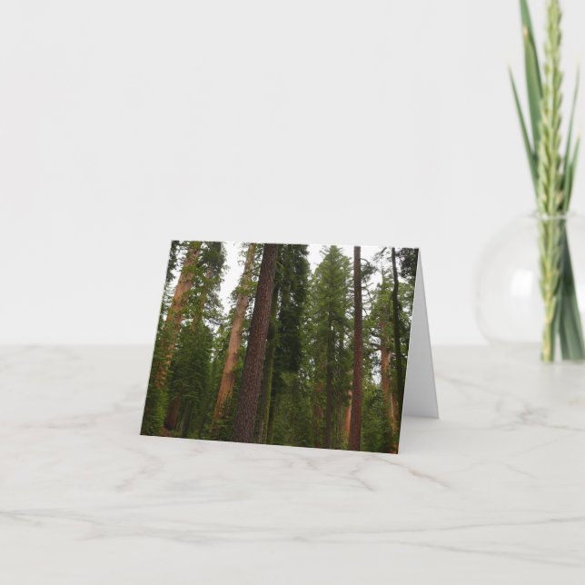 Mariposa Grove in Yosemite National Park Thank You Card (Front)