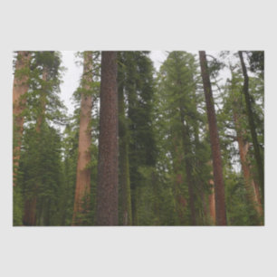 Mariposa Grove in Yosemite National Park Tissue Paper