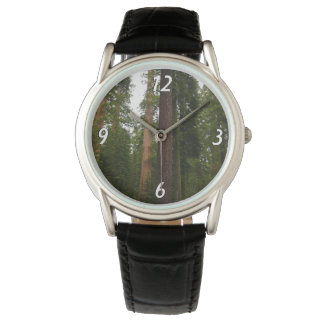 Mariposa Grove in Yosemite National Park Watch