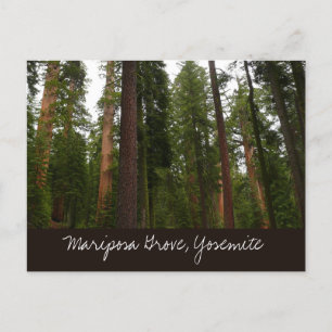Mariposa Grove Postcard