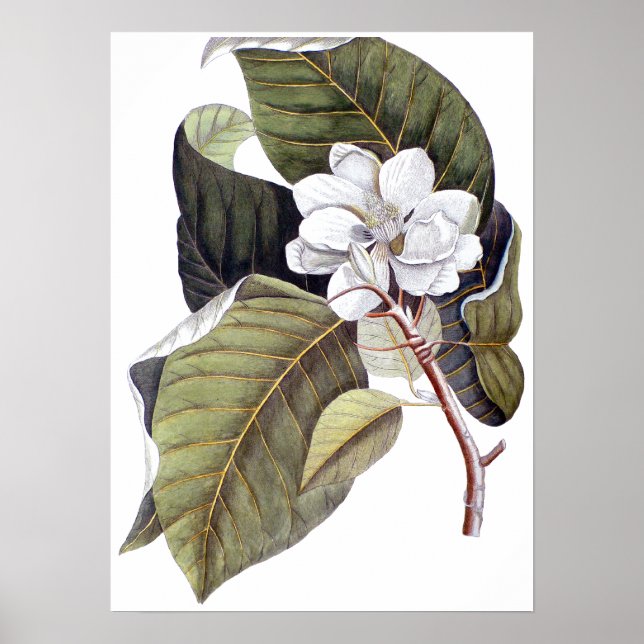 Mark Catesby: White Magnolia Antique Botanical Poster (Front)