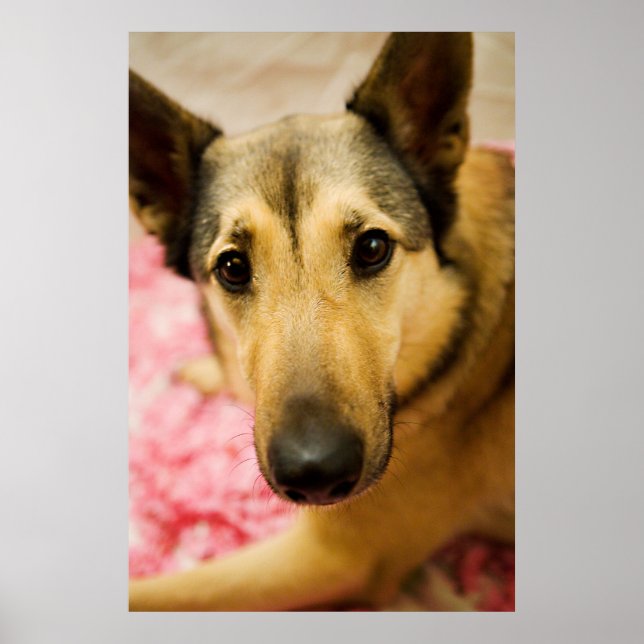 Marley Cherry Blossom Pedals Poster (Front)