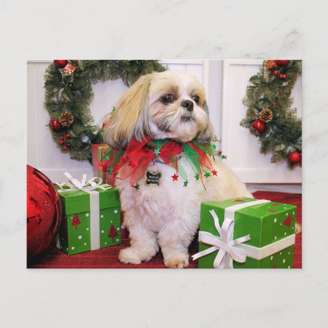 Marley - Shih Tzu - Robbins Postcard (Front)