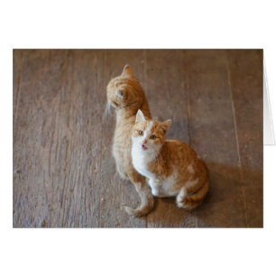 Marmalade kittens sitting pretty