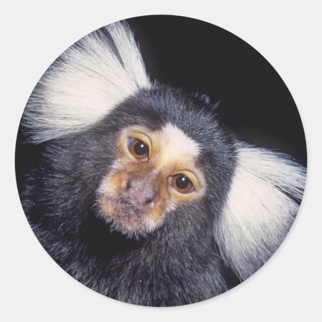 Marmoset Monkey Classic Round Sticker (Front)