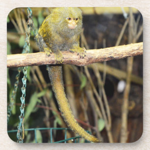 Marmoset Monkey On Alert, Coasters
