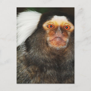Marmoset Postcard