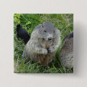 Marmot button