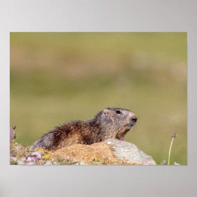 Marmot in Gran Paradiso park Poster (Front)