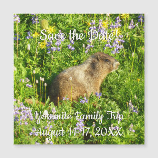Marmot in Mount Rainier Wildflowers