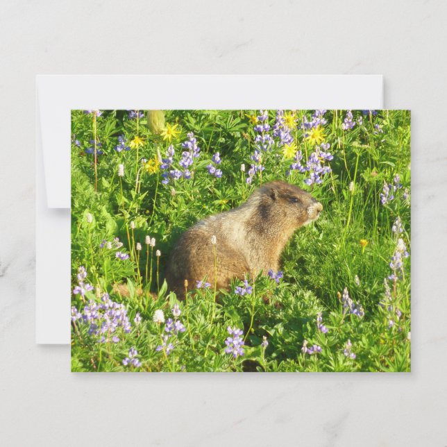 Marmot in Mount Rainier Wildflowers Card (Front)