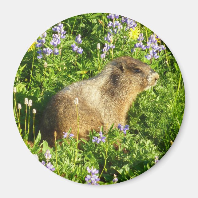 Marmot in Mount Rainier Wildflowers Magnet (Front)