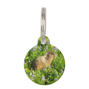 Marmot in Mount Rainier Wildflowers Pet Tag