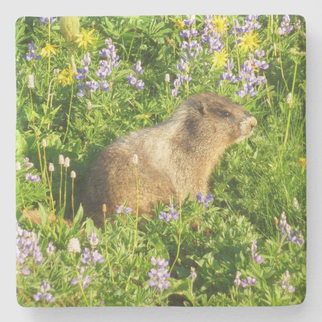 Marmot in Mount Rainier Wildflowers Stone Coaster (Front)