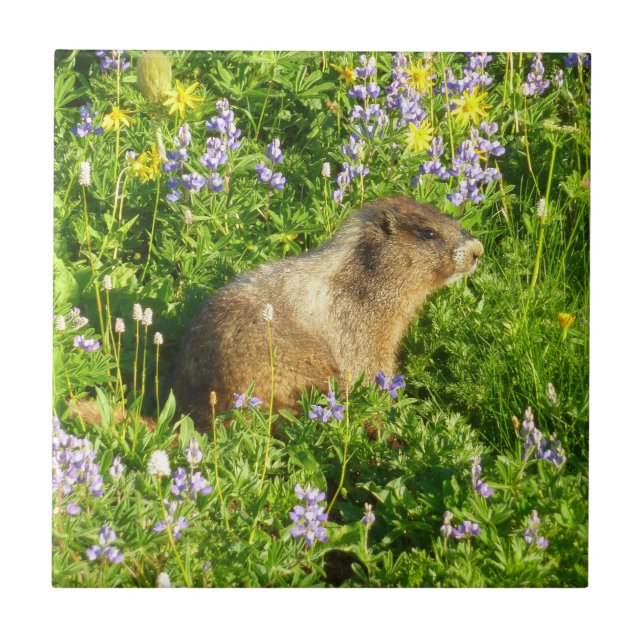 Marmot in Mount Rainier Wildflowers Tile (Front)