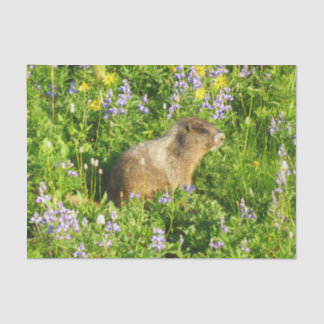 Marmot in Mount Rainier Wildflowers Tissue Paper