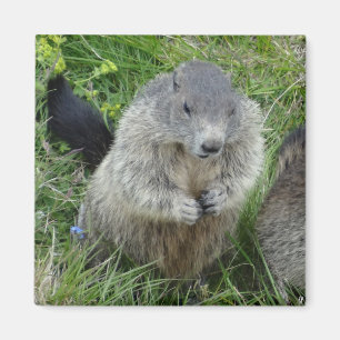 Marmot magnet