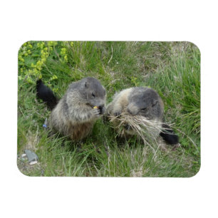 Marmot magnet