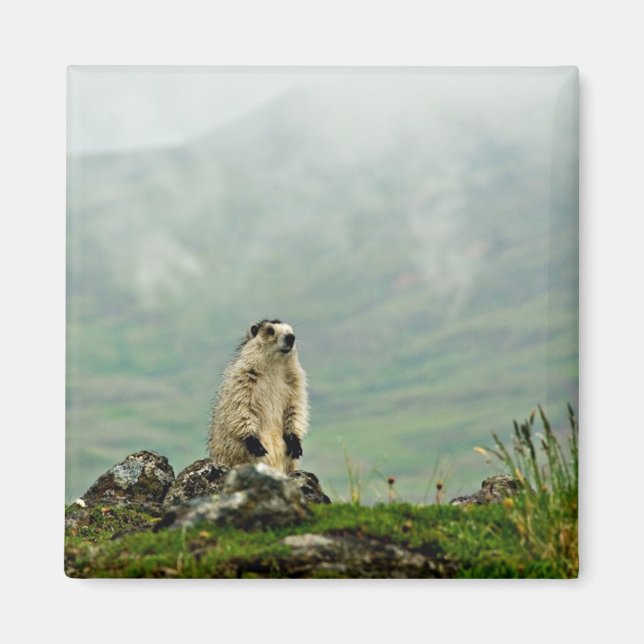 Marmot Magnet (Front)