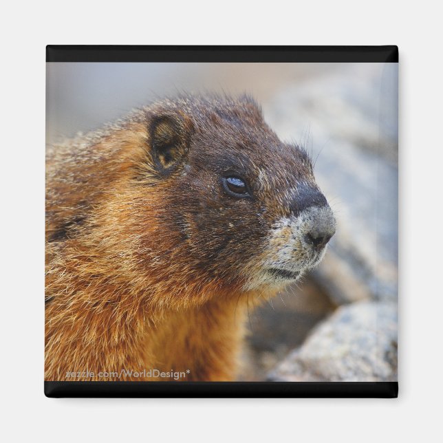 Marmot Magnet (Front)