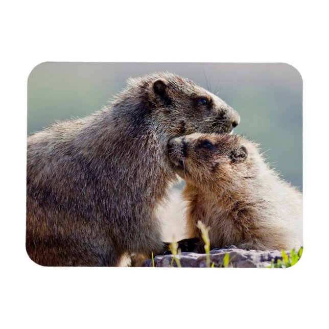 Marmot Mother with Baby Magnet (Horizontal)