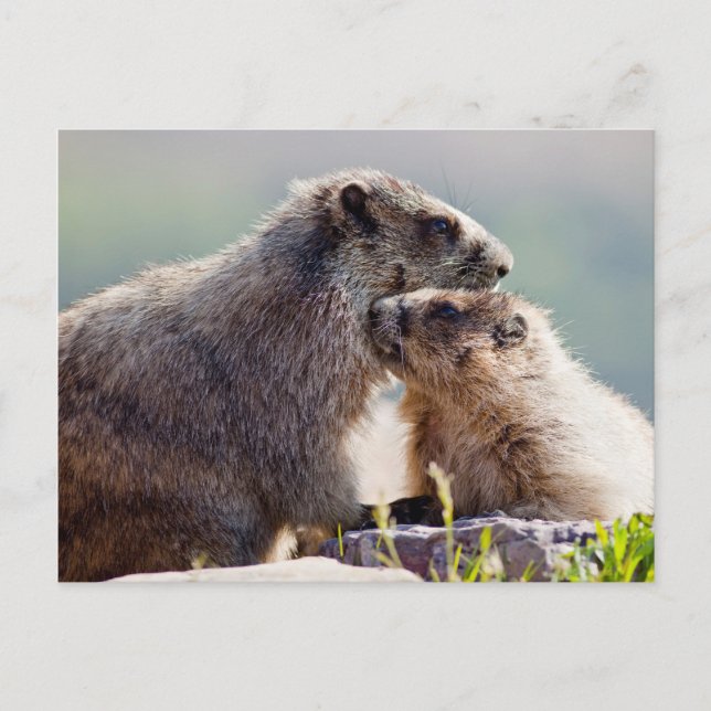 Marmot Mother with Baby Postcard (Front)