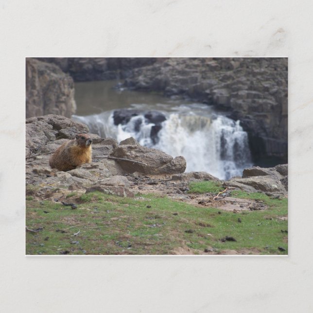 Marmot next to Palouse Falls Postcard (Front)