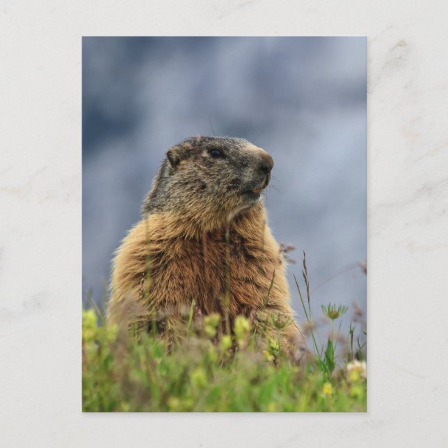 marmot on alpine meadow postcard (Front)