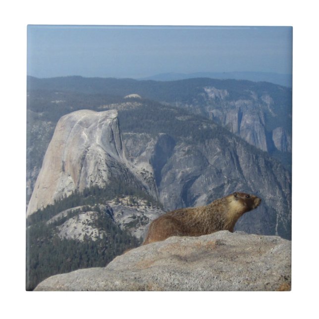 Marmot Overlooking Half Dome from Clouds Rest - Yo Tile (Front)