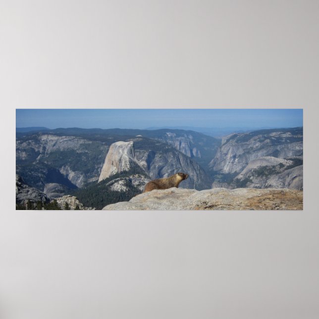 Marmot Overlooking Half Dome - Yosemite Poster (Front)