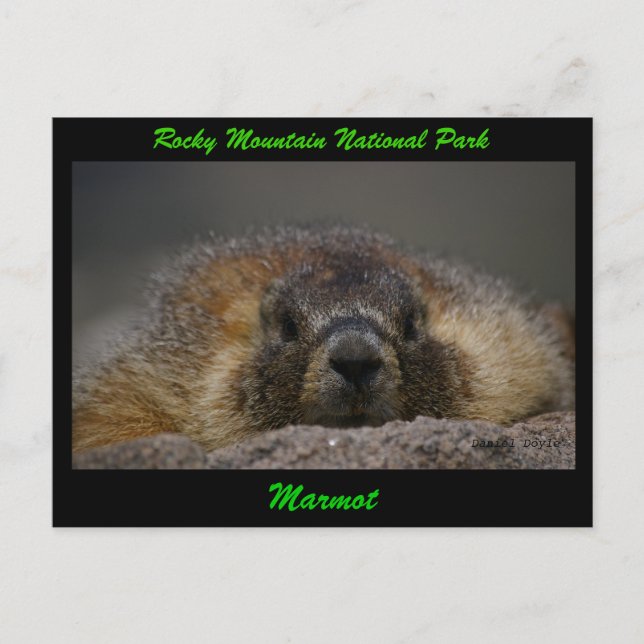 Marmot Postcard (Front)