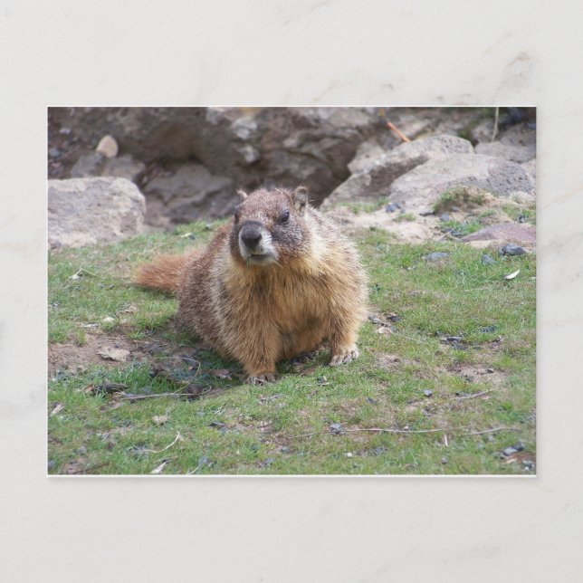 Marmot Postcard (Front)