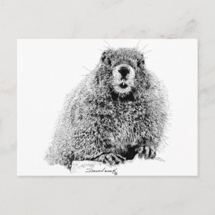 Marmot Postcard