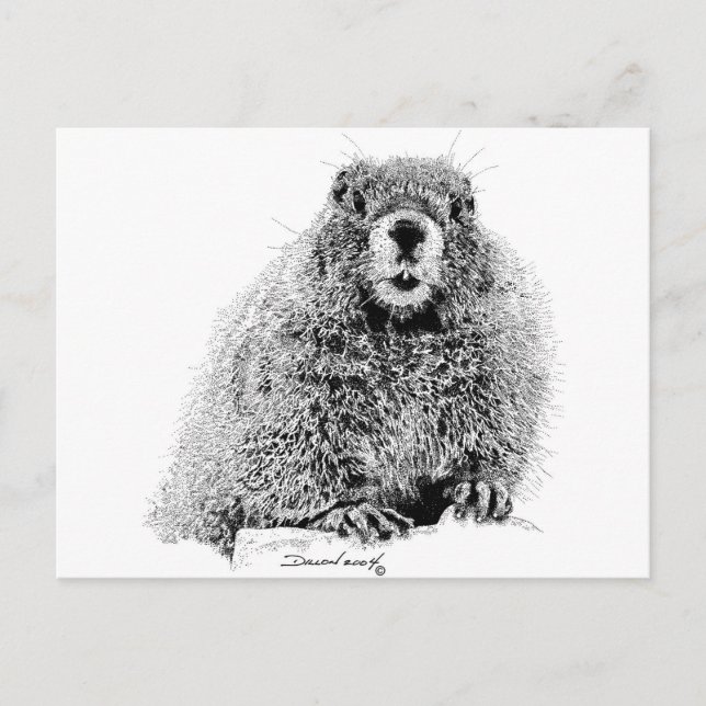 Marmot Postcard (Front)