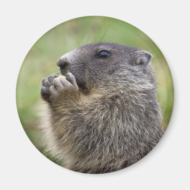 Marmota marmota magnet (Front)