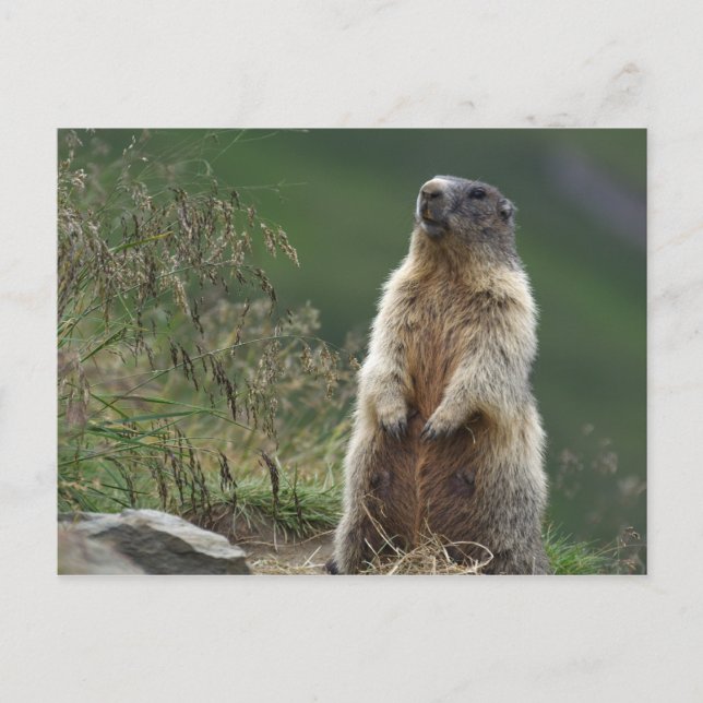 Marmota marmota postcard (Front)