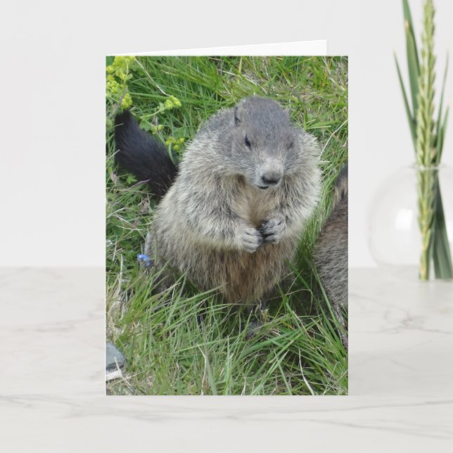 Marmots greeting card (Front)