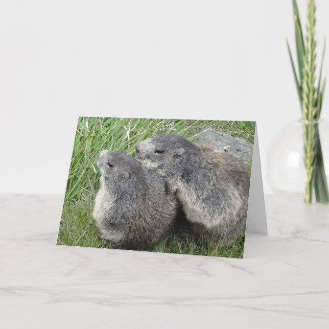 Marmots greeting card (Front)