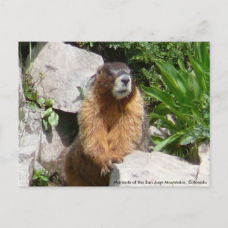 Marmots of the San Juan Mountains, Co... Postcard