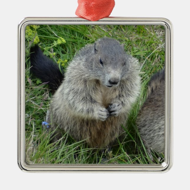 Marmots ornament (Front)