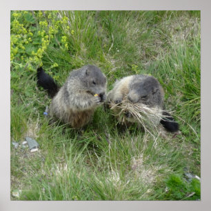 Marmots poster