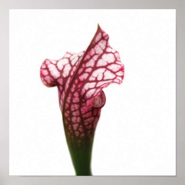 Maroon and White Pitcher Plant Poster (Front)