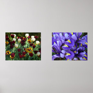 Maroon and Yellow Tulips Colourful Floral